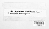 Sirococcus conigenus image